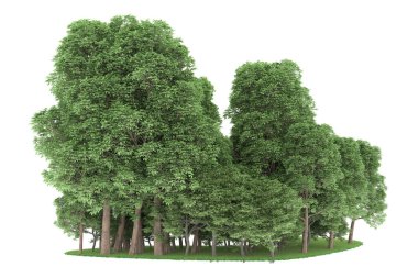 Realistic forest isolated on white background. 3d rendering - illustration