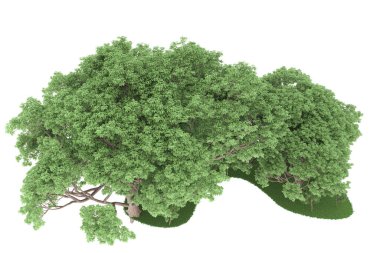 Realistic forest isolated on white background. 3d rendering - illustration