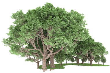 Realistic forest isolated on white background. 3d rendering - illustration