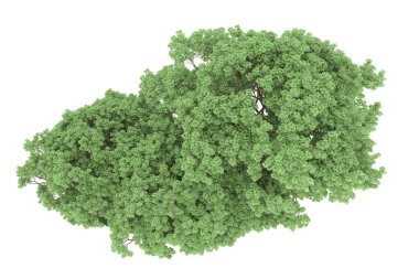 Realistic forest isolated on white background. 3d rendering - illustration