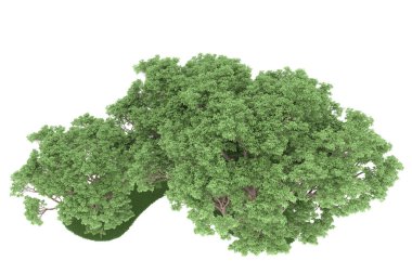 Realistic forest isolated on white background. 3d rendering - illustration