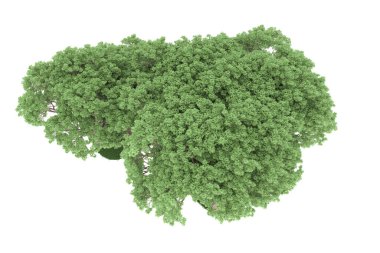 Realistic forest isolated on white background. 3d rendering - illustration