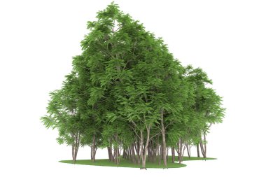 Realistic forest isolated on white background. 3d rendering - illustration