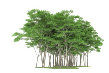Realistic forest isolated on white background. 3d rendering - illustration