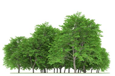 Realistic forest isolated on white background. 3d rendering - illustration