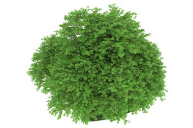 Realistic forest isolated on white background. 3d rendering - illustration