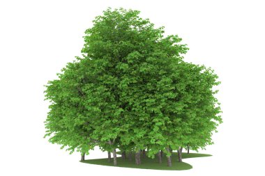 Realistic forest isolated on white background. 3d rendering - illustration