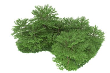 Realistic forest isolated on white background. 3d rendering - illustration