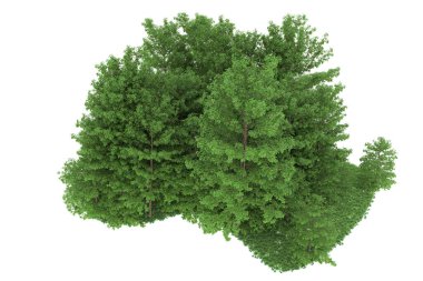 Realistic forest isolated on white background. 3d rendering - illustration