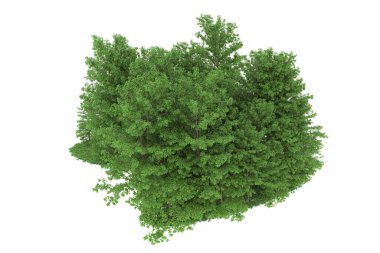 Realistic forest isolated on white background. 3d rendering - illustration