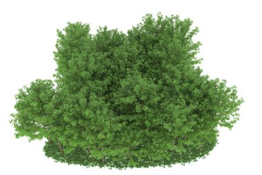 Realistic forest isolated on white background. 3d rendering - illustration