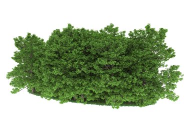 Realistic forest isolated on white background. 3d rendering - illustration