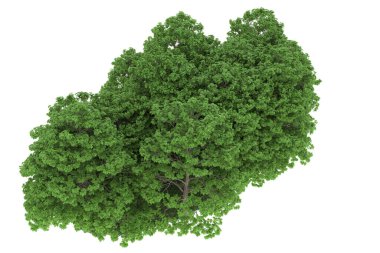 Realistic forest isolated on white background. 3d rendering - illustration