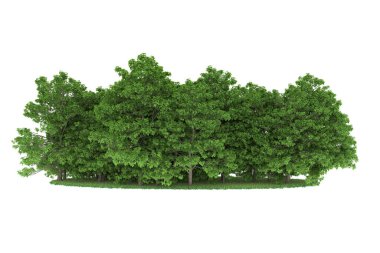 Realistic forest isolated on white background. 3d rendering - illustration
