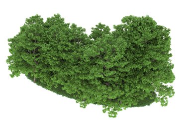 Realistic forest isolated on white background. 3d rendering - illustration