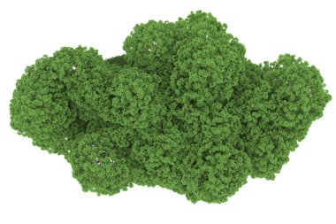 Realistic forest isolated on white background. 3d rendering - illustration