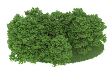 Realistic forest isolated on white background. 3d rendering - illustration