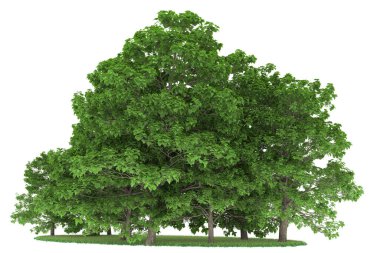 Realistic forest isolated on white background. 3d rendering - illustration