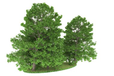 Realistic forest isolated on white background. 3d rendering - illustration