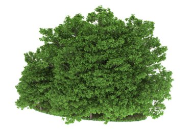 Realistic forest isolated on white background. 3d rendering - illustration