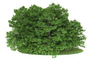 Realistic forest isolated on white background. 3d rendering - illustration