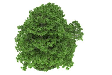 Realistic forest isolated on white background. 3d rendering - illustration
