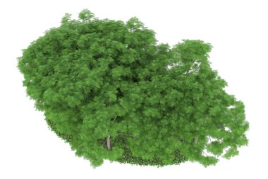 Realistic forest isolated on white background. 3d rendering - illustration