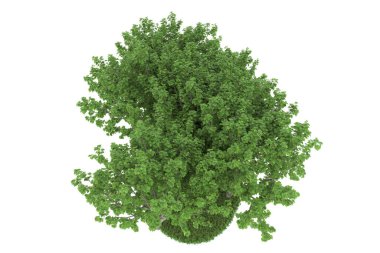 Realistic forest isolated on white background. 3d rendering - illustration