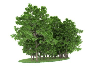 Realistic forest isolated on white background. 3d rendering - illustration