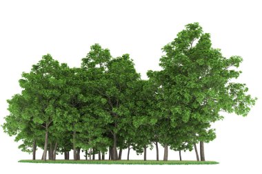 Realistic forest isolated on white background. 3d rendering - illustration