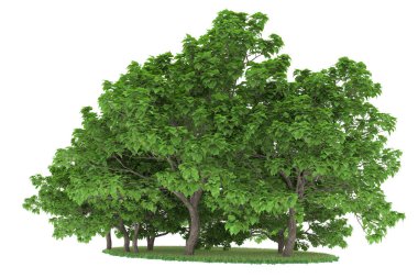 Realistic forest isolated on white background. 3d rendering - illustration