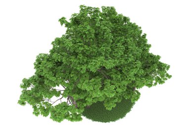 Realistic forest isolated on white background. 3d rendering - illustration