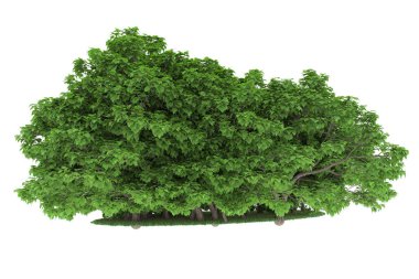 Realistic forest isolated on white background. 3d rendering - illustration