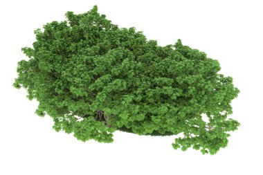 Realistic forest isolated on white background. 3d rendering - illustration