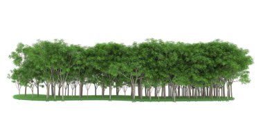 Realistic forest isolated on white background. 3d rendering - illustration