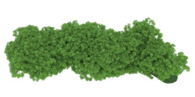 Realistic forest isolated on white background. 3d rendering - illustration