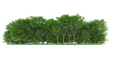 Realistic forest isolated on white background. 3d rendering - illustration