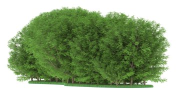 Realistic forest isolated on white background. 3d rendering - illustration