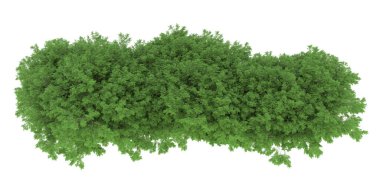 Realistic forest isolated on white background. 3d rendering - illustration