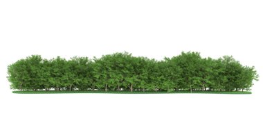 Realistic forest isolated on white background. 3d rendering - illustration