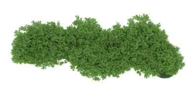 Realistic forest isolated on white background. 3d rendering - illustration