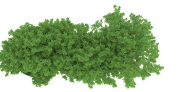 Realistic forest isolated on white background. 3d rendering - illustration