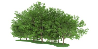 Realistic forest isolated on white background. 3d rendering - illustration