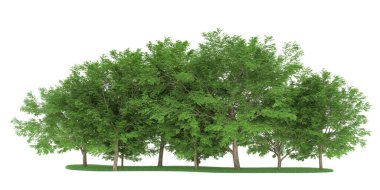 Realistic forest isolated on white background. 3d rendering - illustration