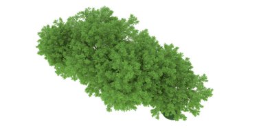 Realistic forest isolated on white background. 3d rendering - illustration