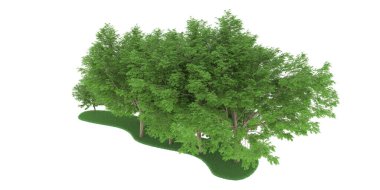 Realistic forest isolated on white background. 3d rendering - illustration