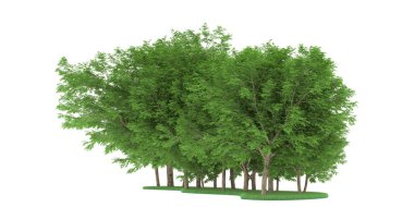 Realistic forest isolated on white background. 3d rendering - illustration