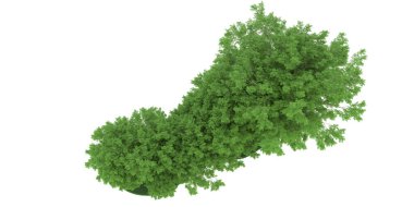 Realistic forest isolated on white background. 3d rendering - illustration