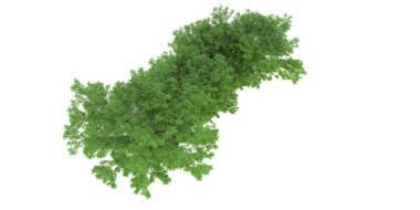 Realistic forest isolated on white background. 3d rendering - illustration