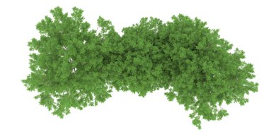 Realistic forest isolated on white background. 3d rendering - illustration